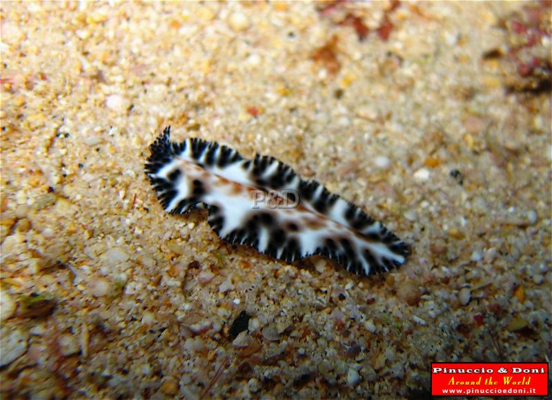 Papua Immersioni (Kavieng-New Hannover) - 22.jpg